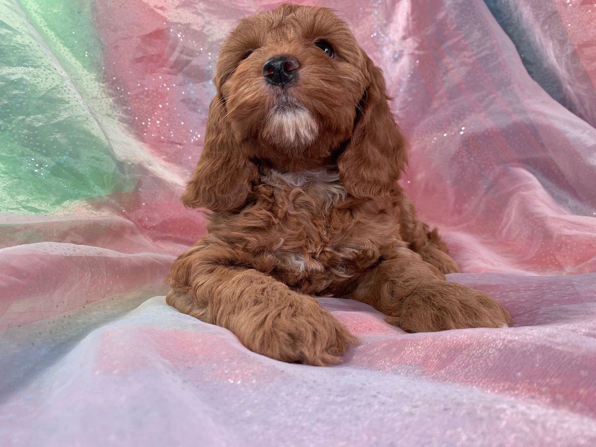 Female Cockapoo Puppy for Sale, DOB 4-11-2022 $1200